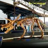 My DINO DS-040 Museum Quality Life Size Allosaurus Dinosaur Skeleton