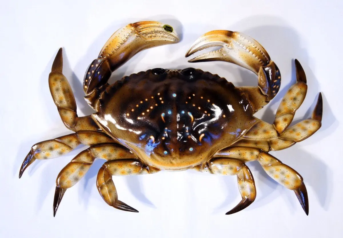 Hand Painted Brown Dungeness Crab Wall Mount Decor Plaque 10"