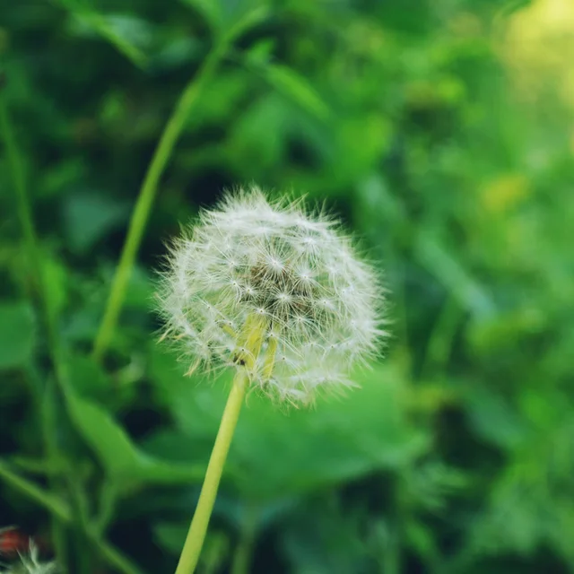 4% 8% organic dandelion flavone uv dandelion root leaf extract