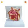 V-AM003 Medical Plastic Human Nasal Cavity Anatomical Model With Card
