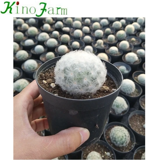 
Wholesale Cactus 