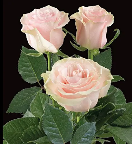 Bouquet mix of gerber mini, 1290 RUB, delivery in 1 min Flowwow - flower deliver