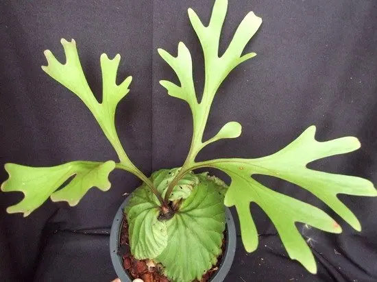 Staghorn Fern Platycerium Ridleyi Fern Of Thailand Buy Staghorn Fern Platycerium Ridleyi Product On Alibaba Com