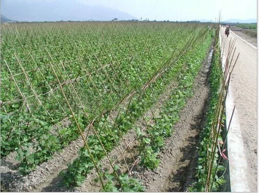 bamboo pole for farmer .jpg