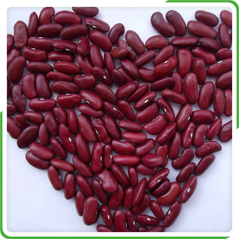 chinese kidney bean long shape red kidney bean