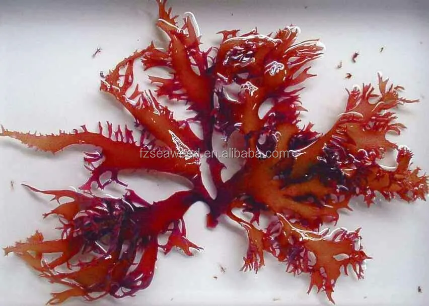 Аллергия На Морские Водоросли – Telegraph