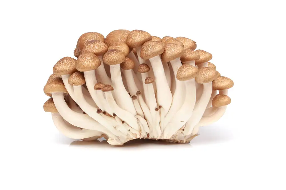 detan fresh shimeji beech mushroom