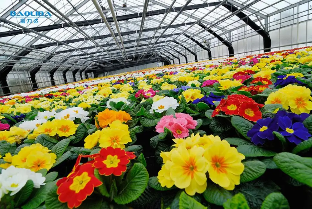 tunnel greenhouse for flower farming