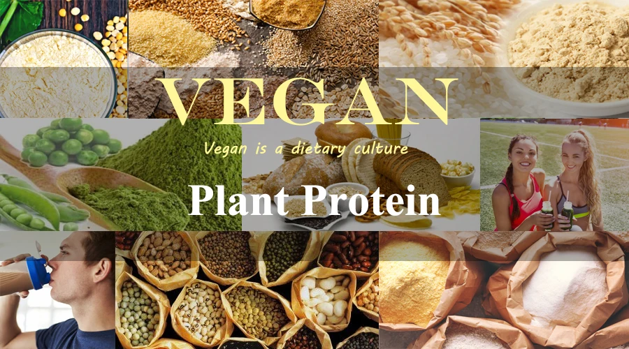 Vegan Food Supplement Wheat Gluten Protein Concentrate - Buy Wheat ...