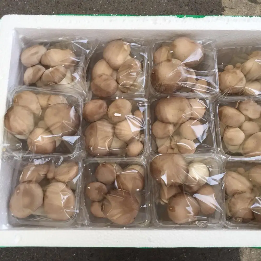 
Detan Pleurotus Eryngii Fungi Fresh 