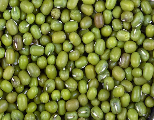 green mung bean .jpg
