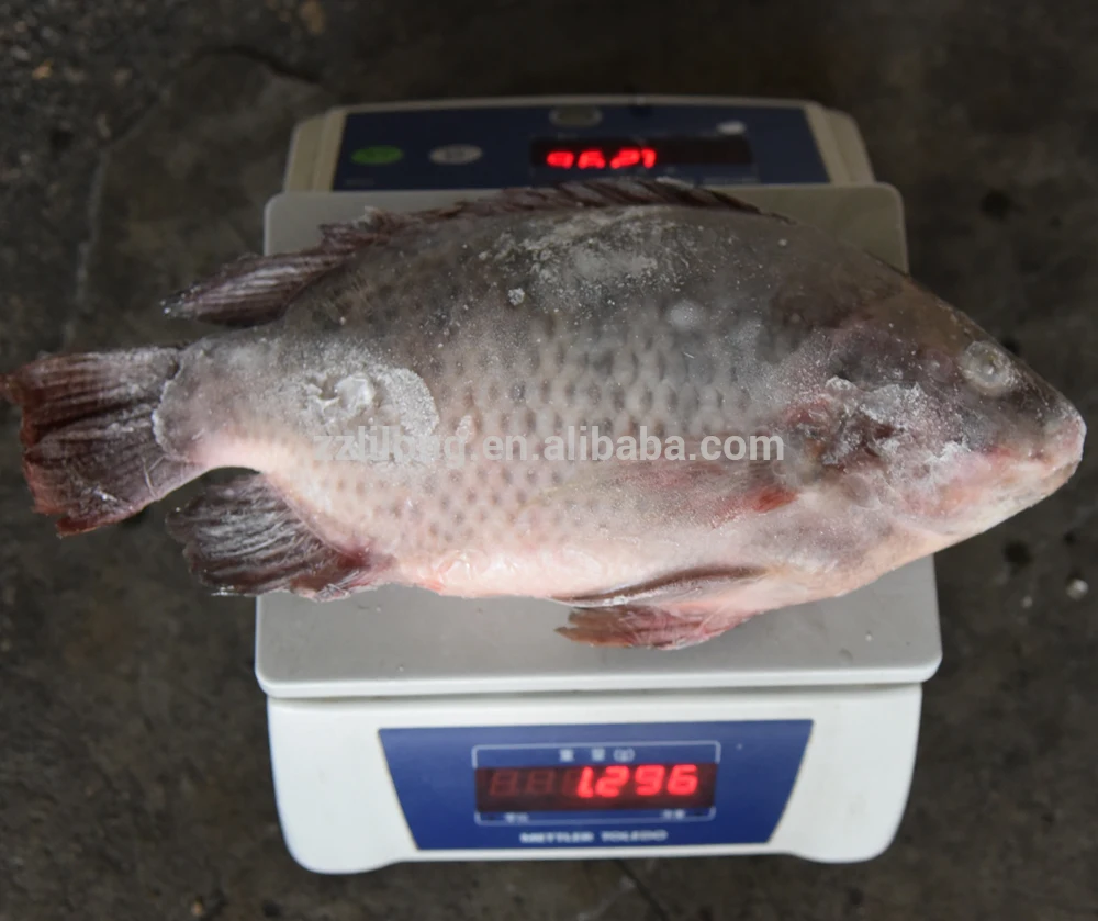 
Frozen Horse Mackerel/Pacific Mackerel/Tuna/Trout/Bonito/Tilapia/Squid/Salmon fish 