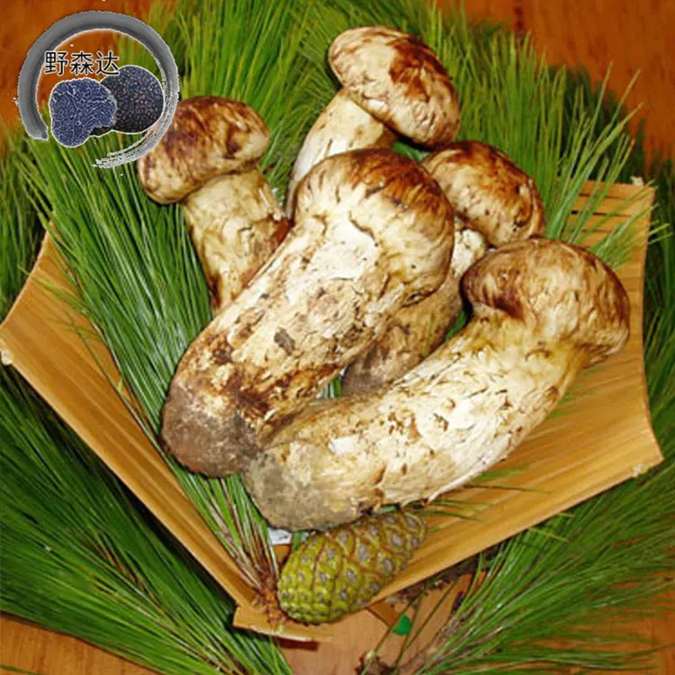 Chinese Matsutake Mushroom Buy Fresh Matsutake Mushroom,Frozen