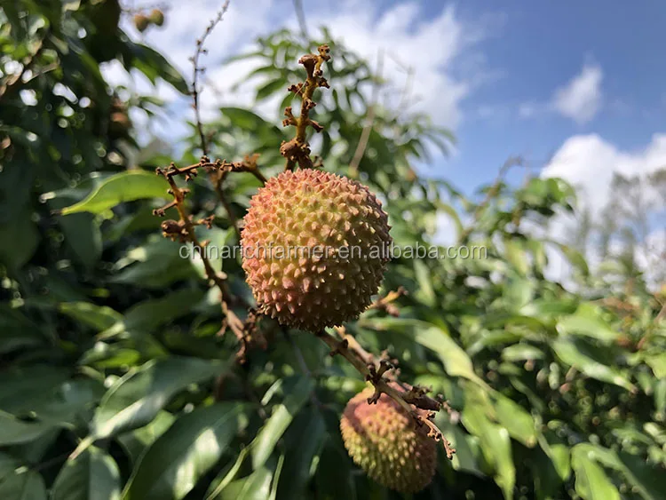 lychee(41)