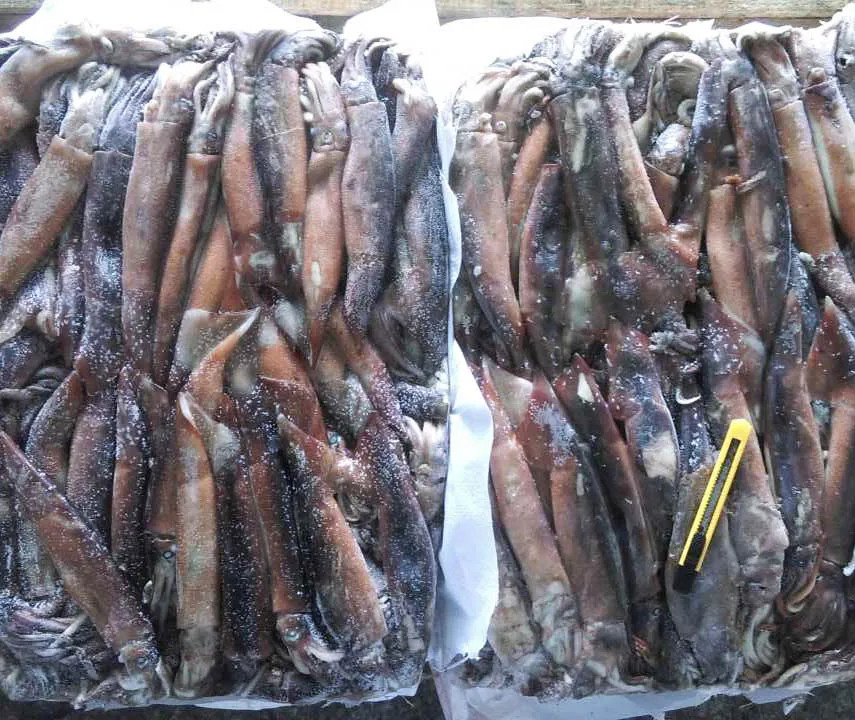 
Frozen Illex baby Squid Whole round lower than 100g 