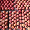 two layer blush fuji apples