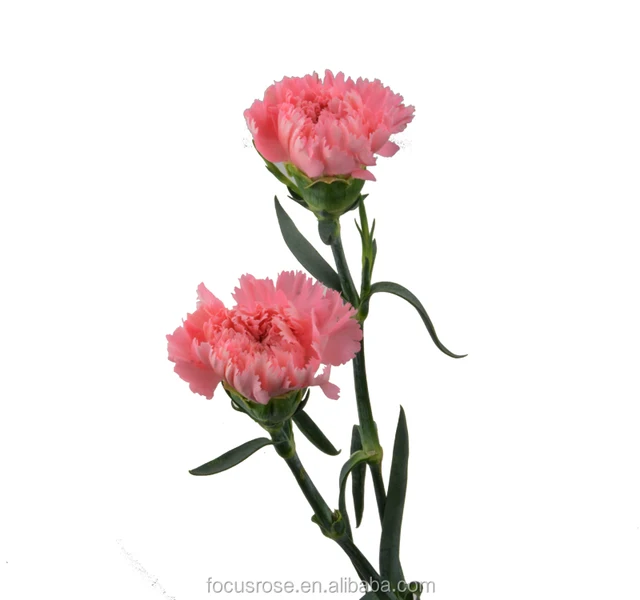 carnation flower image