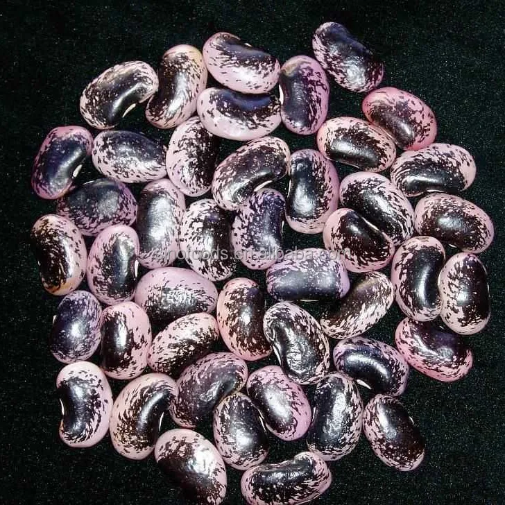 Export Black speckled kidney bean with Large Size black Kidney Beans