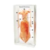 Gelsonlab HSBS-045 Acrylic squid conformation Specimen embedded biological specimens