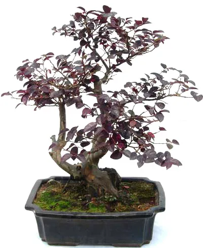 
15cm 20cm 30cm Living Bonsai Podocarpus Acer Ginkgo Ilex metasequola pseudolarix amabilis rhododendron simsii 