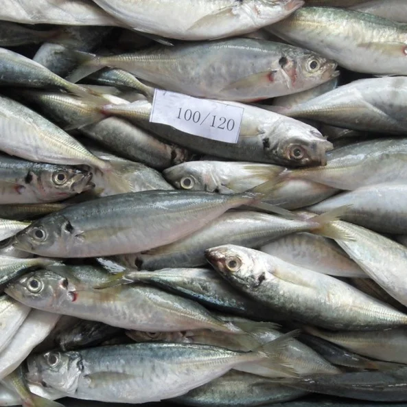 
Export Fresh Frozen Horse Mackerel Fish/Big Eye Scad Fish 