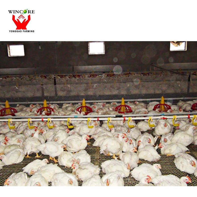 Used Poultry Equipment For Salepoultry Farm Equipment For Chicken And Duck View Used Poultry Equipment For Sale Wincore Product Details From