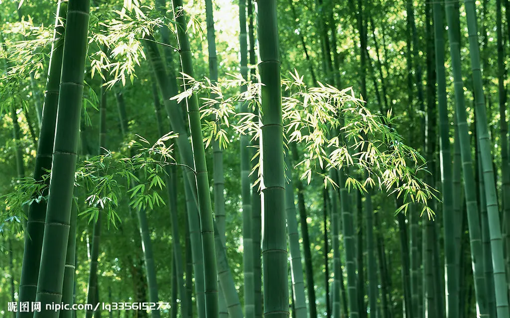 bamboo.jpg