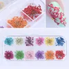 12 Patterns 3D Dry Flowers Stickers Dried Nail Art Decoration DIY Manicure Tools