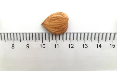 
Organic Apricot Kernels High in B17 and B15 