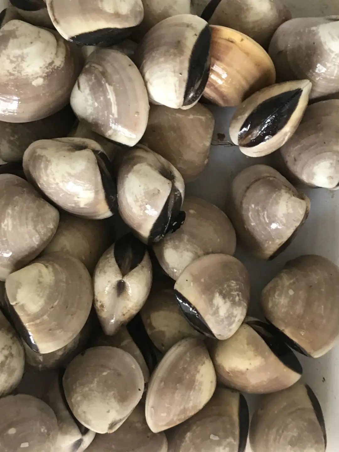 white clam 4