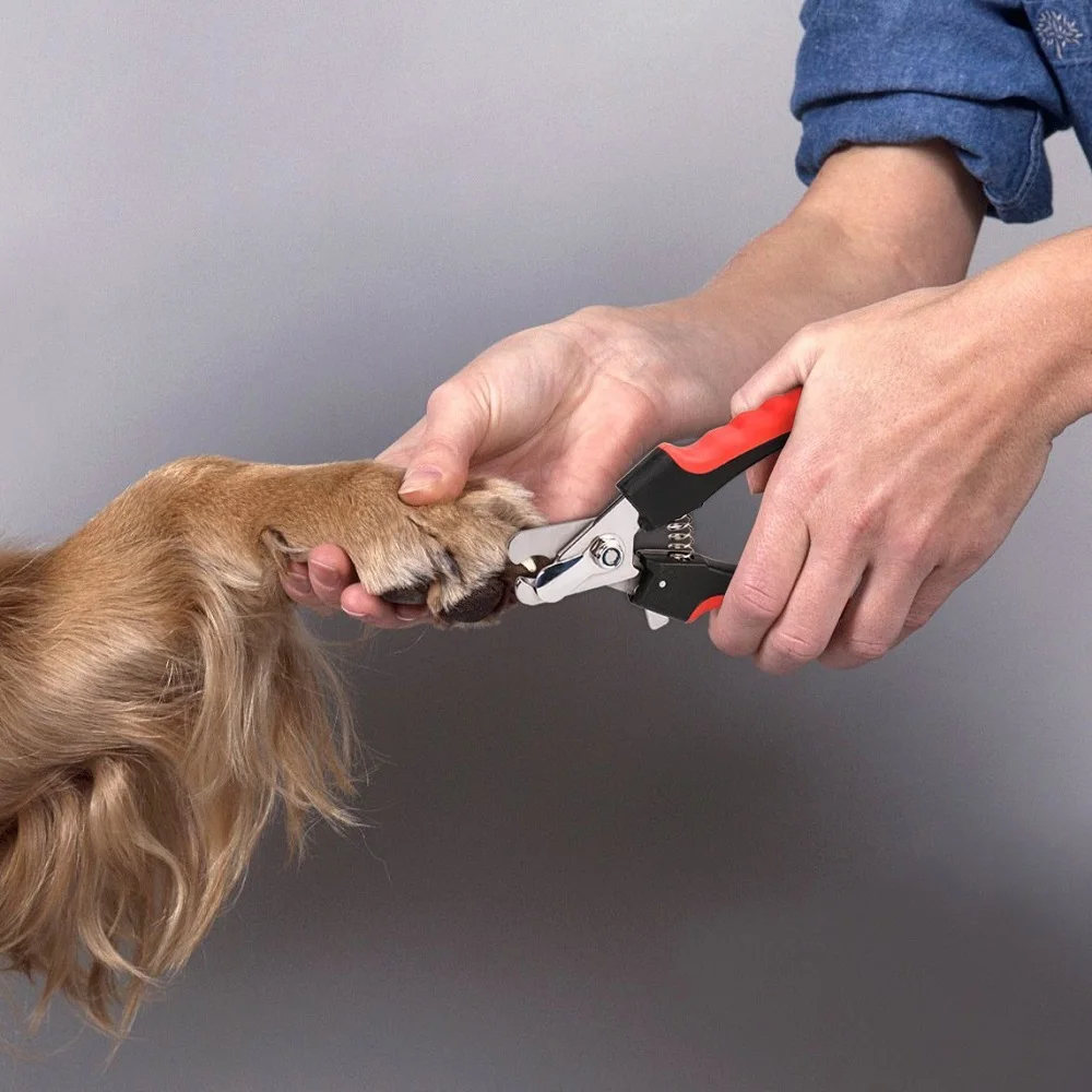 Всех собак можно ли стричь волосы