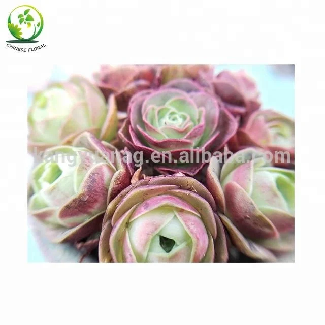 
Pink purple color Succulent Greenovia aurea ex E1 Hierro 