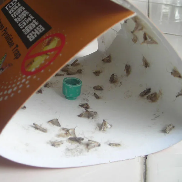 Plodia interpunctella.jpg