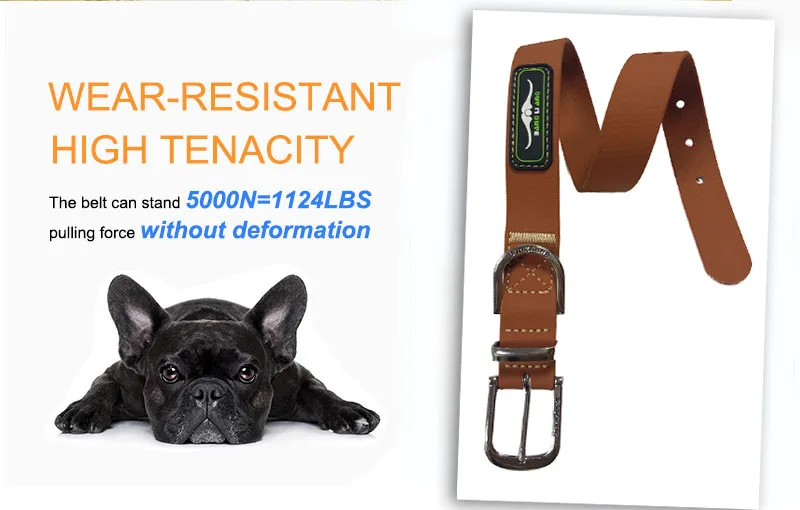 dog harness and leash