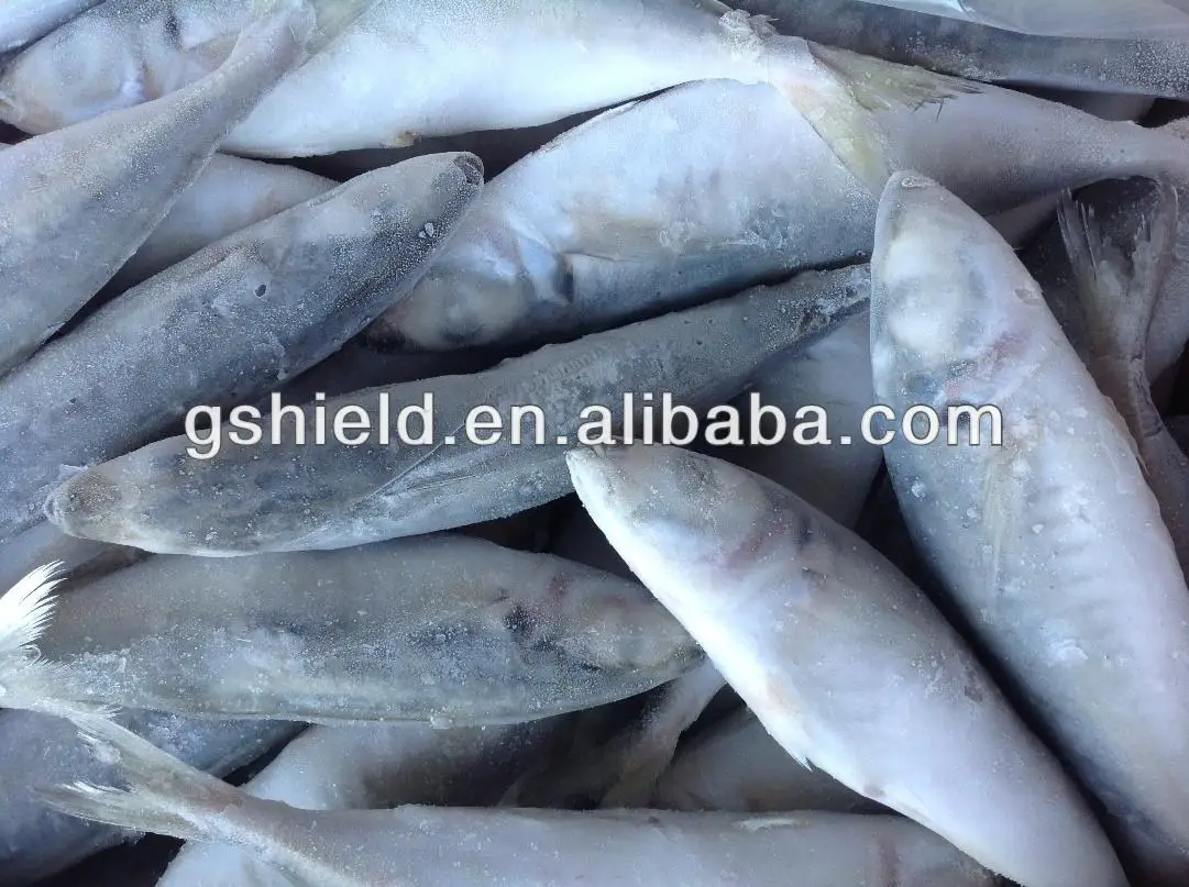 IQF trawl 6-8 round scad 4.jpg