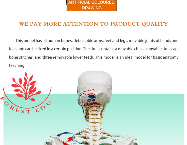 4 Life size skeleton.jpg