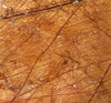 Rain Forest Brown Marble for Hotel Project
