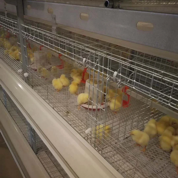 Auto Poultry Equipment Broiler Cage System Broiler Chicken Coop For ...