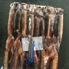 Popular Size 150-200g Thailand Seafrozen Illex Squid