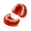 Top Quality Standard Plastic Dental Model of Teeth