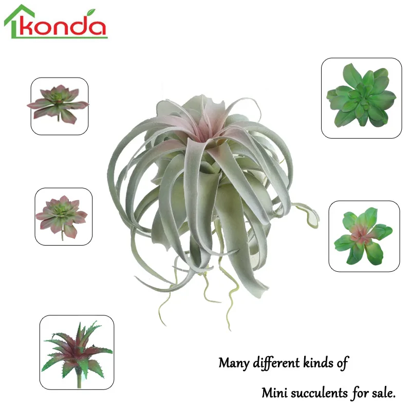 Air Plant Type And Indoor Plants Use Ornamental Air Plant Type And Indoor Plants Use Ornamental Miniature