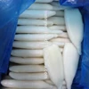 Frozen squid tube fish U5