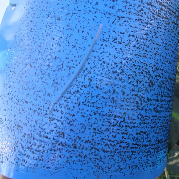 blue sticky traps.jpg