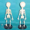 Newborn Baby Skeleton Model,Infant Skeleton Model