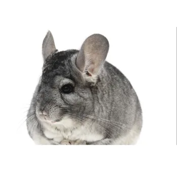 stuffed chinchilla