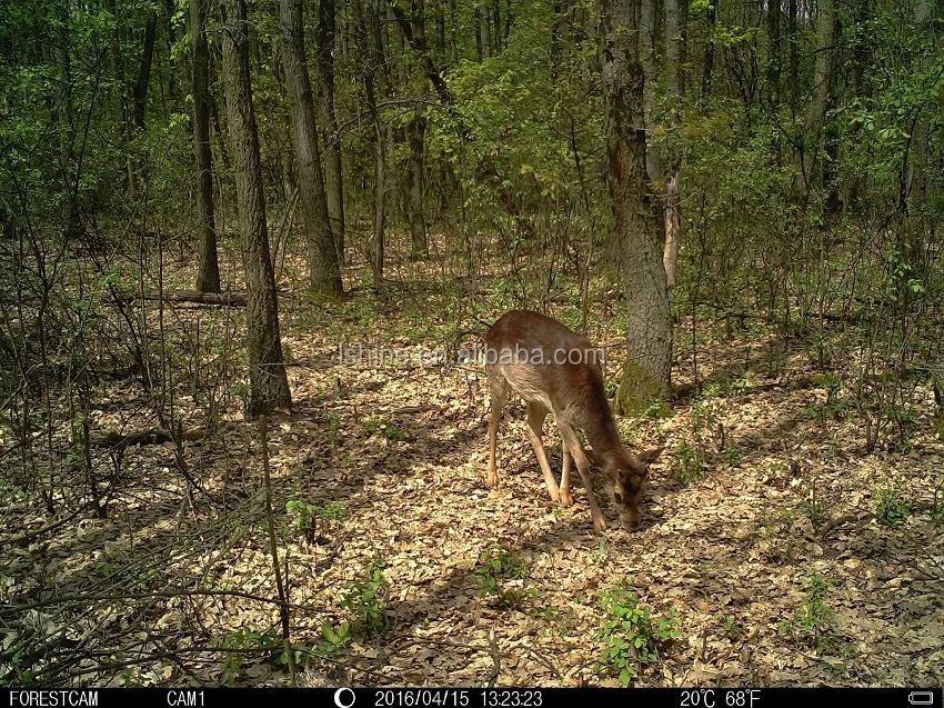 deer hunting scouting camera (2)