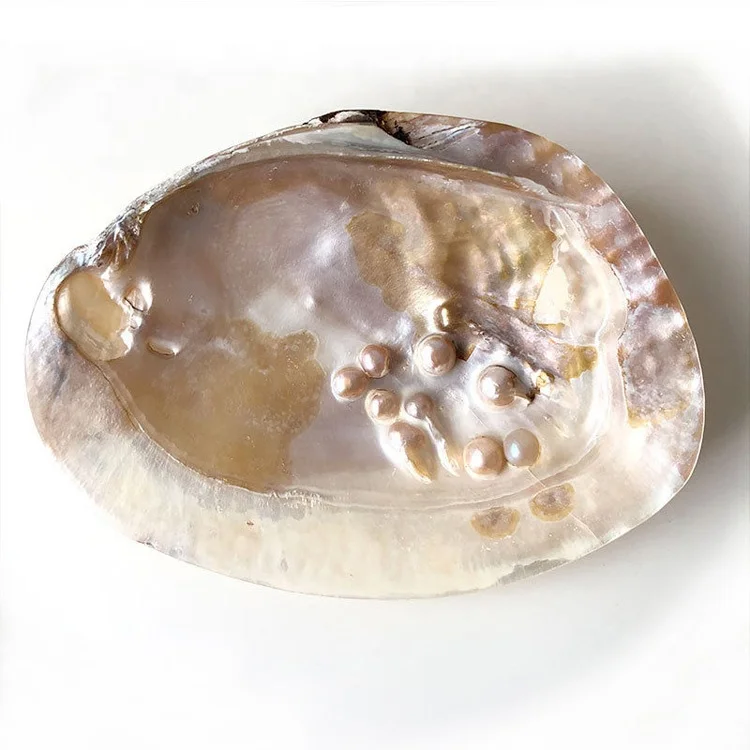 Get Muschel wohnkultur Desktop Wallpaper Free Muschel Wohnkultur