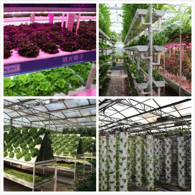 озимая и яровая тритикале. яровая тритикале. зеленый остров ростов коса. гибрид ростов. карась душман.