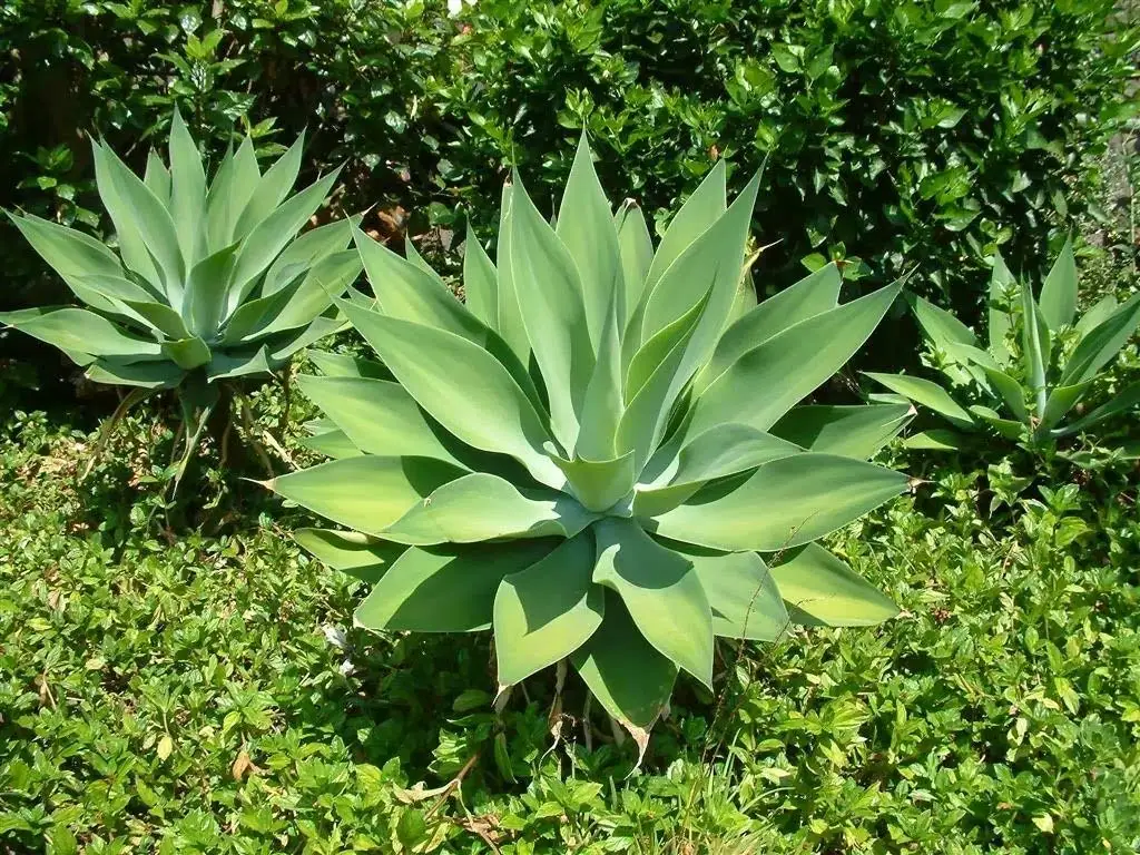 Buy Exotic Agave Attenuata Foxtail Swans Neck Spineless Soft Agave 5 Seeds Not Cactus In Cheap Price On Alibaba Com