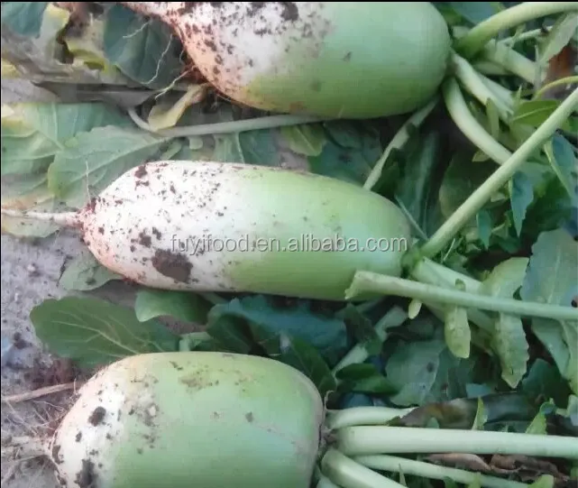 
Chinese Delicious Sweet Fresh Radish / Green Radish 